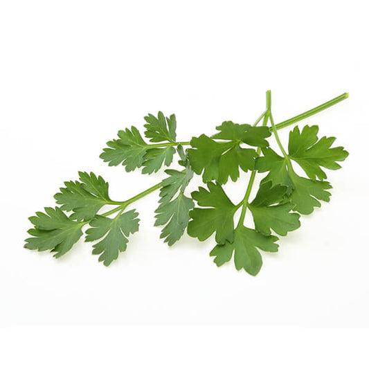 Italian Parsley 100gm