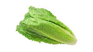 Lettuce Romaine Large